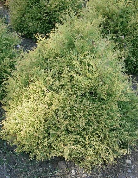 Туя вересковидная Эрикоидес 1 шт Р9 599₽