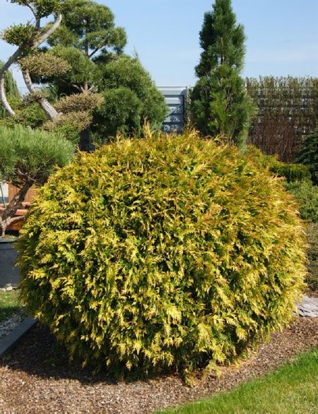 Туя западная Голден Глоб 1 шт Р9 599₽