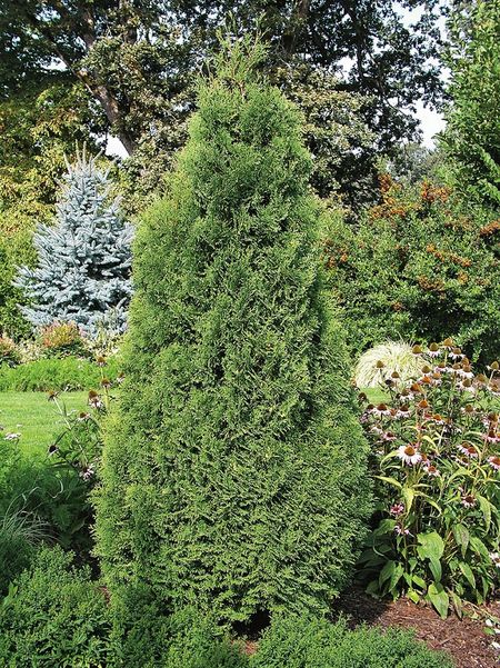 Туя западная Холмстрап 1 шт Р9 599₽