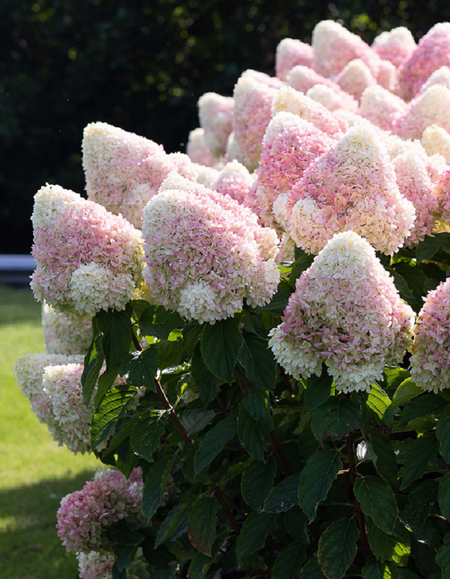 Гортензия метельчатая Саммер Лав 1 шт Р9 599₽