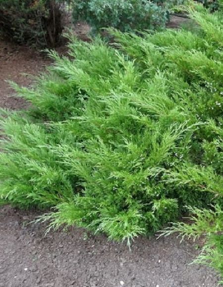 Можжевельник казацкий Фемина 1 шт Р9 599₽