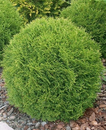 Туя западная Даника 1 шт Р9 569₽