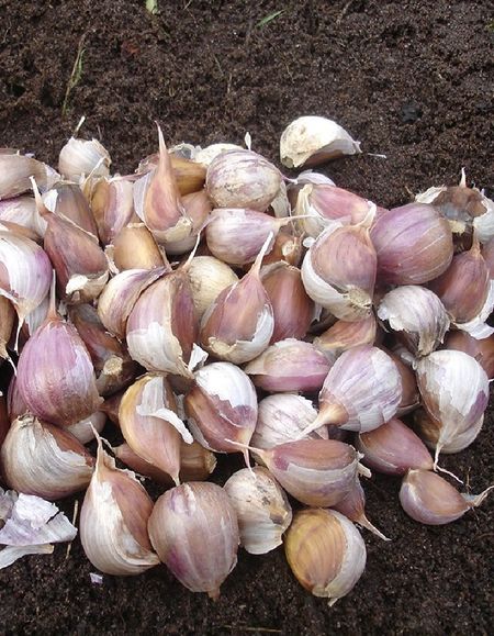 Чеснок Шадейка 1 уп 200 грзубчики калибр 4 299₽