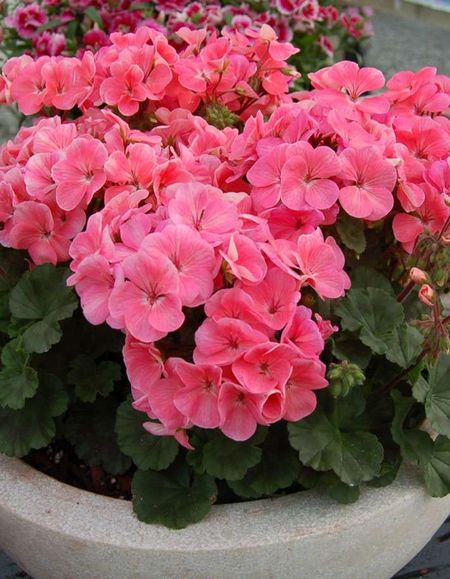 Пеларгония зональная карликовая Нано F1 Сальмон 5 шт 299₽