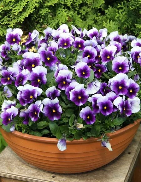 Виола корнута Пенни F1 Биконсфильд 20 шт 129₽