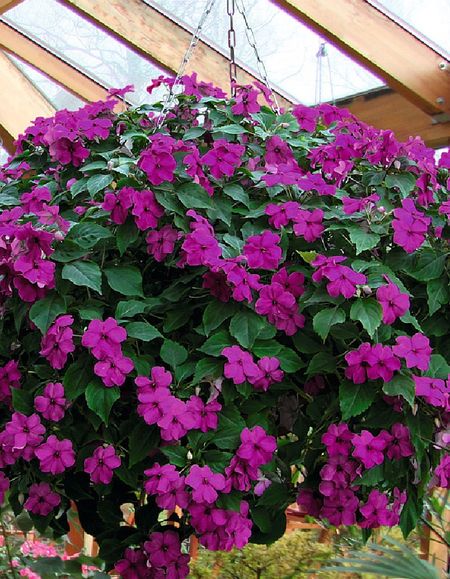 Бальзамин импатиенс ампельный Акробат F1 Виолет 8 шт 149₽