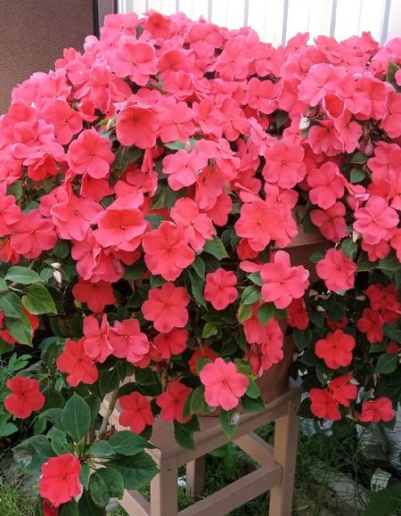 Бальзамин импатиенс ампельный Хайлайт F1 Салмон 10 шт 149₽