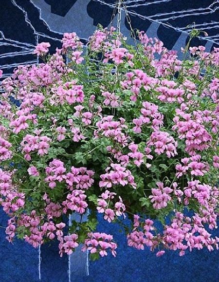 Пеларгония плющелистная ампельная Рич Аут F1 Пинк 5 шт 299₽