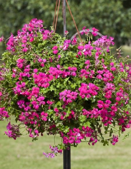 Пеларгония плющелистная ампельная Рич Аут F1 Хот Пинк 5 шт 299₽