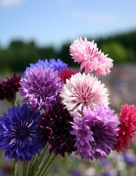 Василек махровый Дружные ребята УД 02 гр цвп 29₽