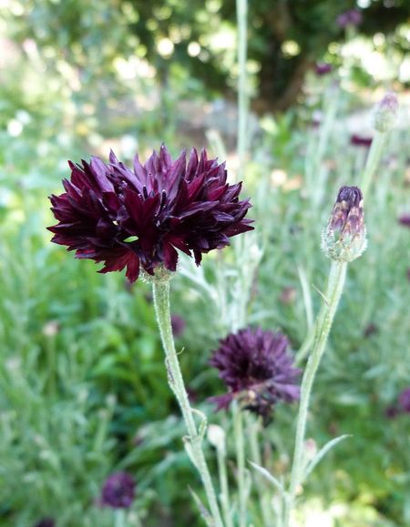 Василек Черный дракон УД 02 гр цвп 33₽