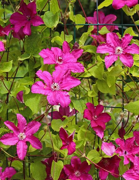 Клематис Розовые Мечты УД 5 шт цв п 35₽