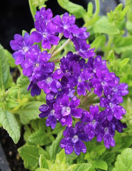 Вербена гибридная Кварц Блю PanAmerican Seed 50 шт 219₽