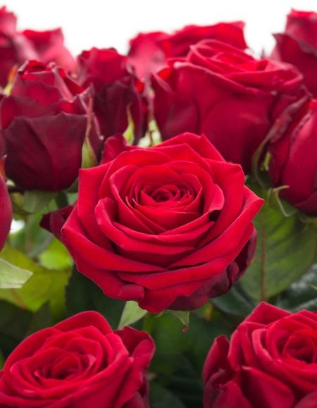 Роза чайно-гибридная Форевер Янг 1 шт 459₽