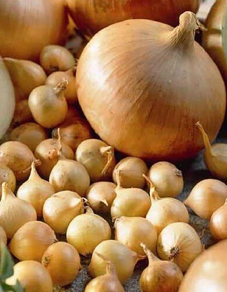 Лук севок Штуттгартер Ризен 15 кг калибр 921 429₽