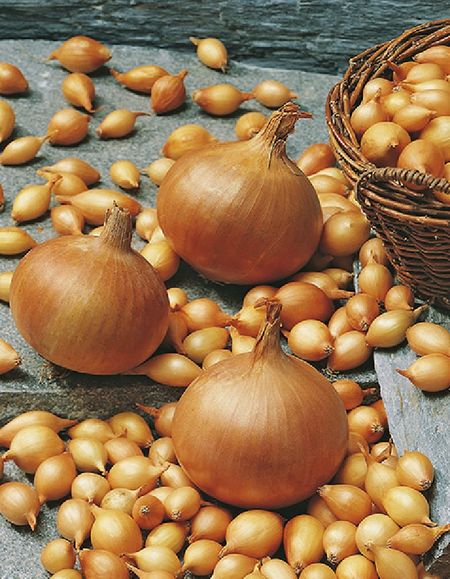 Лук севок Стурон 15 кг калибр 921 449₽