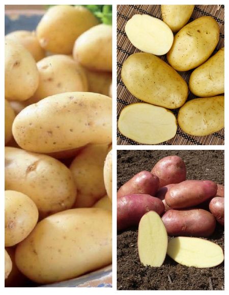 Набор Урожайный 3 сорта 3 кг 559₽