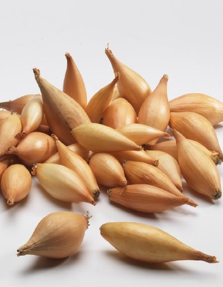 Лук севок Олина калибр 1021 05кг 165₽