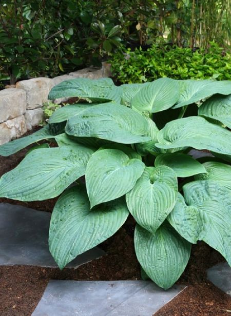 Хоста Джурассик Парк 1 шт 449₽