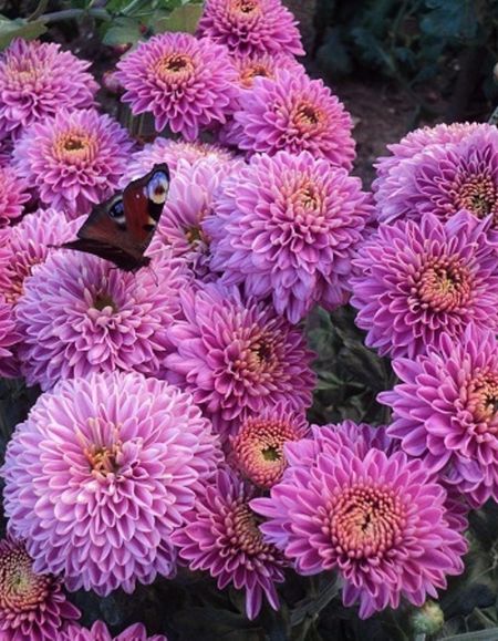 Хризантема Бленда Пинк 1 шт Р9 499₽