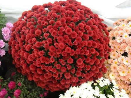 Хризантема Лилиан Хоек Рэд 1 шт Р9 499₽