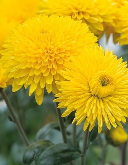 Хризантема Маргарет Санни 1 шт Р9 499₽