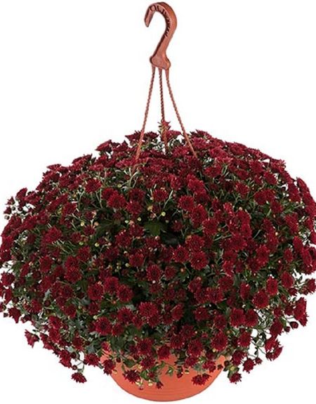 Хризантема Скайфол Рэд 1 шт Р9 499₽