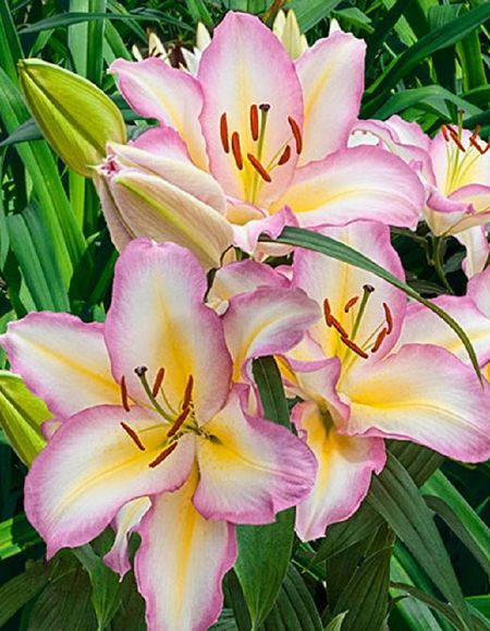 Лилия Капитан Триколор 1 шт Р9 349₽