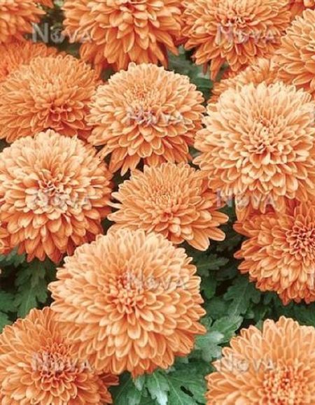 Хризантема Маргарет Салмон 1 шт Р9 499₽