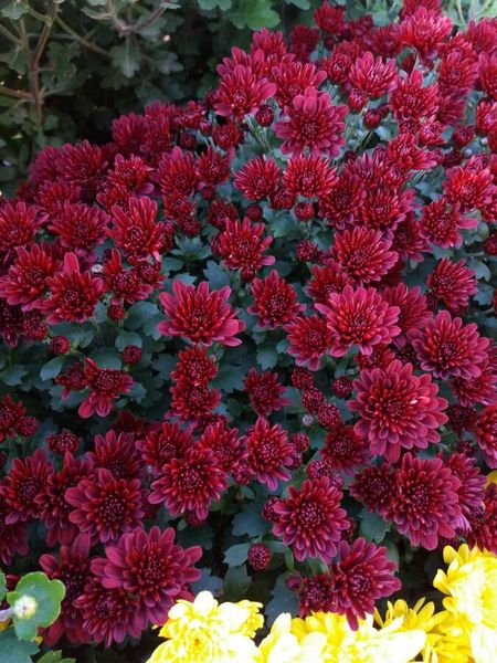 Хризантема Санбим Рэд 1 шт Р9 499₽