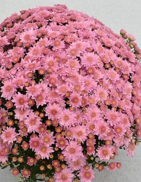 Хризантема Беби мам пинк 1 шт Р9 499₽