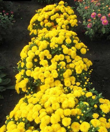 Хризантема Беби мам елоу 1 шт Р9 499₽