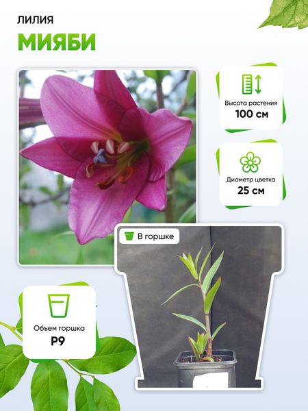 Лилия Мияби 1 шт Р9 325₽
