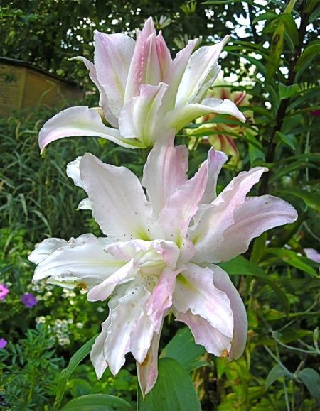 Лилия Мисс Люси 1 шт Р9 325₽