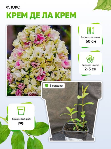 Флокс Крем де ла Крем 1 шт Р9 449₽