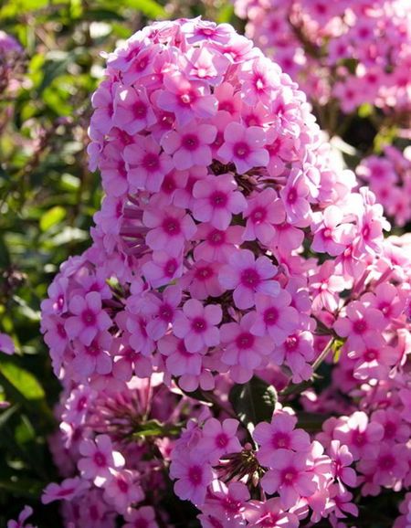 Флокс Мисс Пеппер 1 шт Р9 289₽