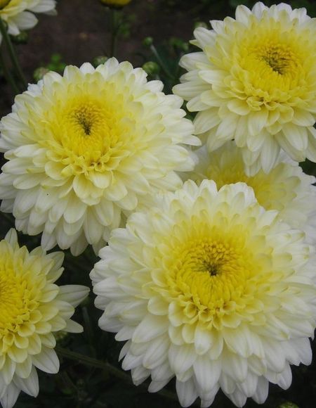 Хризантема Элен Вайт 1 шт Р9 499₽