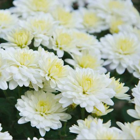 Хризантема Гари Хоек вайт 1 шт Р9 499₽