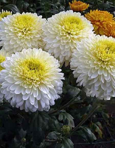 Хризантема Маргарет Вайт 1 шт Р9 499₽