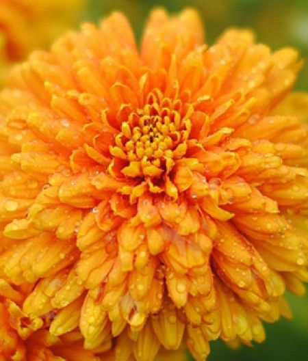 Хризантема Памела Бронз 1 шт Р9 499₽