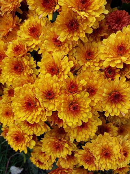 Хризантема Санбим Флэм 1 шт Р9 499₽