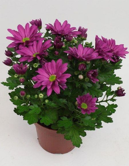 Хризантема Бриз Классик 1 шт Р9 499₽