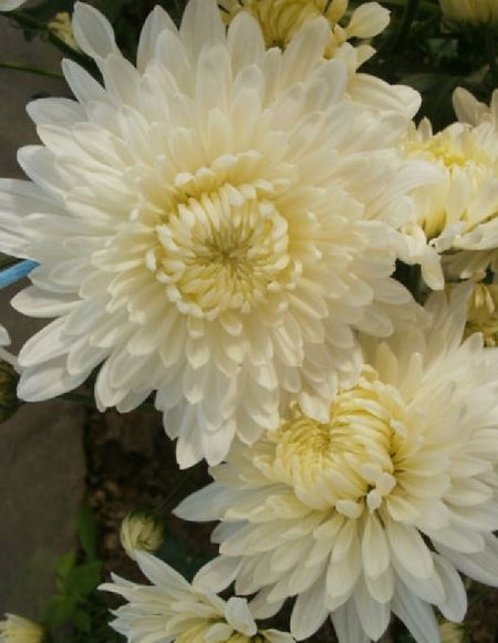 Хризантема Белая ночь 1 шт Р9 369₽