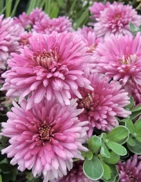 Хризантема Роял Пурпл 1 шт Р9 499₽