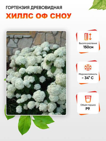 Гортензия древовидная Хиллс Оф Сноу 1 шт Р9 639₽