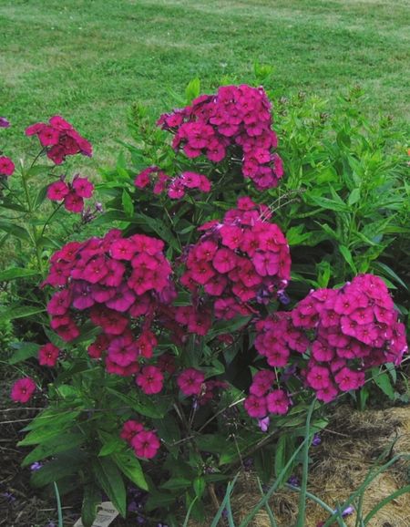 Флокс Эсмеральда 1 шт Р9 309₽