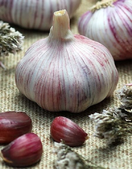 Чеснок Докторский 1 уп 400 гр 299₽