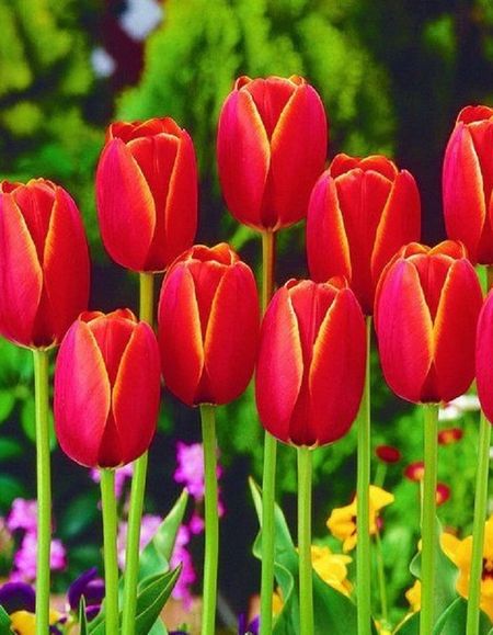 Тюльпан Ворлд Флаер 1 шт 63₽