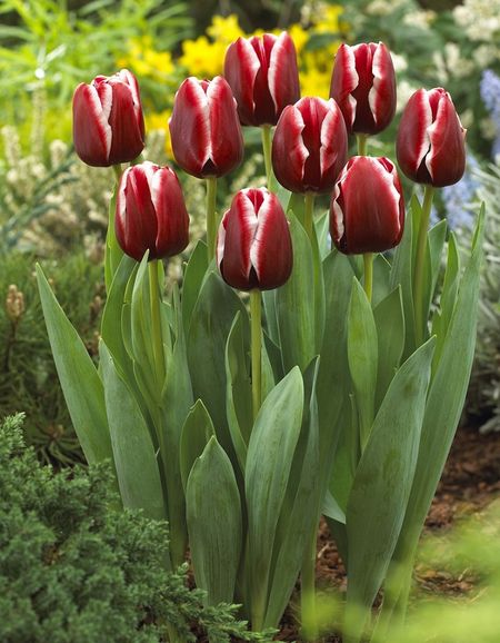 Тюльпан Армани 1 шт 69₽