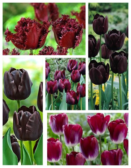 Микс тюльпанов Ночной каприз 1 уп 5 шт 585₽